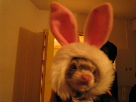 DEFIS 18: Kidnapper un animal et le d�guiser 800 pts